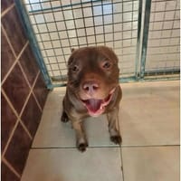 RICO, chien à adopter