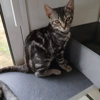 ISIS, chatte à adopter