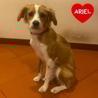 Ariel, cane femmina da adottare