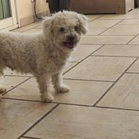 LINDA, chienne à adopter