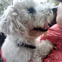 PICKY, chien à adopter