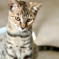 MYSTIE, chatte à adopter