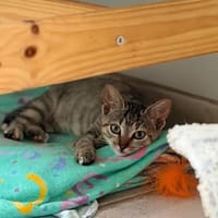 SHELSY, chatte à adopter