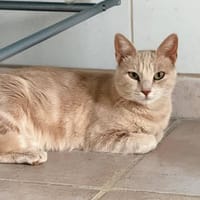 TANIA, chatte à adopter