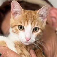 OREO, chat à adopter