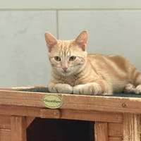 SIMBA, chat à adopter