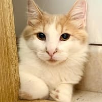 GRIZZLY, chat à adopter