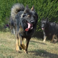 VENUM, chien à adopter