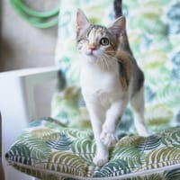 Mia, chatte à adopter