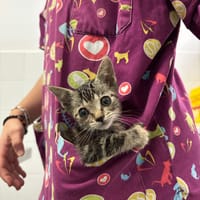 Chibi, chat à adopter