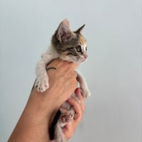 Niza, chatte à adopter
