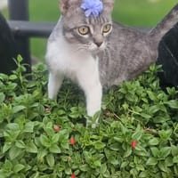 Mami, chatte à adopter