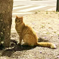 Isidoro, chat à adopter