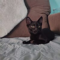 Datil et Trufa, chat à adopter
