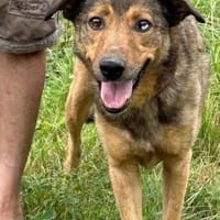 Cuno - dringend Zuhause gesucht!!, Hund zur Adoption