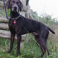 100% iger Familienanschluss gesucht, Hund zur Adoption