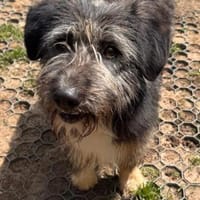 Nala, Hündin zur Adoption