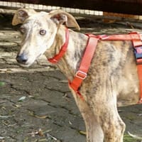 Merlin, verspielt, neugierig, lernwillig, Hund zur Adoption
