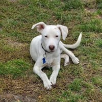 Bodeguerowelpe Zuko sucht sein Zuhause, Hund zur Adoption