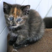 Sunnys Kitten, Kater zur Adoption
