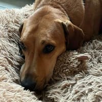 Anhänglich+sozial; das ist Jerry!, Hund zur Adoption