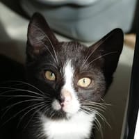 Leni, Katze zur Adoption