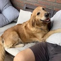 Romy - sanftes goldenes Wesen, Hündin zur Adoption