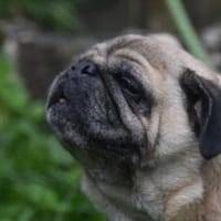 OREO, Hund zur Adoption