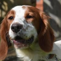 ROY, Hund zur Adoption
