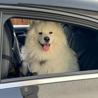 Merlin, kinderfreundlicher Samojede, Hund zur Adoption