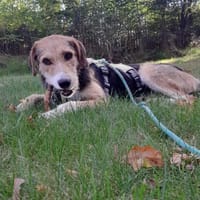 Enrico - sucht seine Menschen, Hund zur Adoption