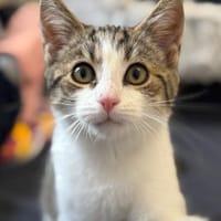 Casper, Kater zur Adoption