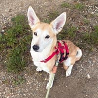 Miska - aus RO - in DE 25746 Heide, Hündin zur Adoption