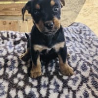 Flint sucht ein Zuhause, Hund zur Adoption