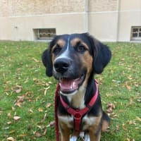 Dino - Blick zum Verlieben, Hund zur Adoption