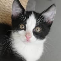 Chip und Chap, Kater zur Adoption