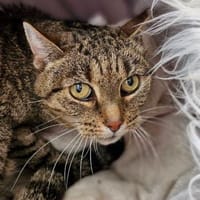 Gipsy, Katze zur Adoption