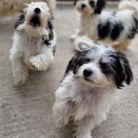 Hector, Snoopy, Jacky und Franky, Hund zur Adoption