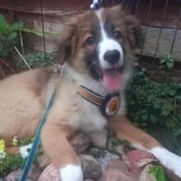 Süßer Yoschi sucht Zuhause, Hund zur Adoption