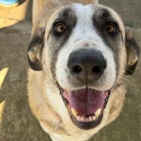 Mika, Hündin zur Adoption