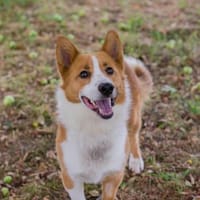 Notfall PS oder Zuhause für Pico gesucht, Hund zur Adoption