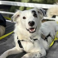 Charlie sucht liebevolle Hundekenner❤, Hund zur Adoption