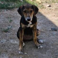 🌸 Freya sucht ihr Zuhause! 🌸, Hündin zur Adoption