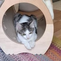 Klara - aus RO - in DE 79541 Lörrach, Katze zur Adoption