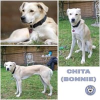 CHITA -sucht ein neues Zuhause-, Hündin zur Adoption