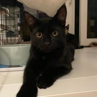 unsere Ts - Toni(w) Theo und Tilda(w), Katze zur Adoption