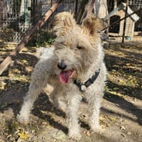 Cory, Foxterrier-Mix, sucht ein Zuhause, Hündin zur Adoption