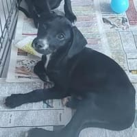 CHIARA - süße, liebenswerte Hündin, Hündin zur Adoption