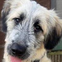 Nanuk sucht Geborgenheit, Hündin zur Adoption