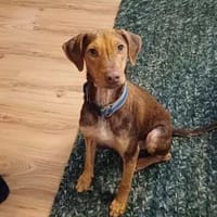 Stuart Little (zur Pflege in 26789 Leer), Hund zur Adoption